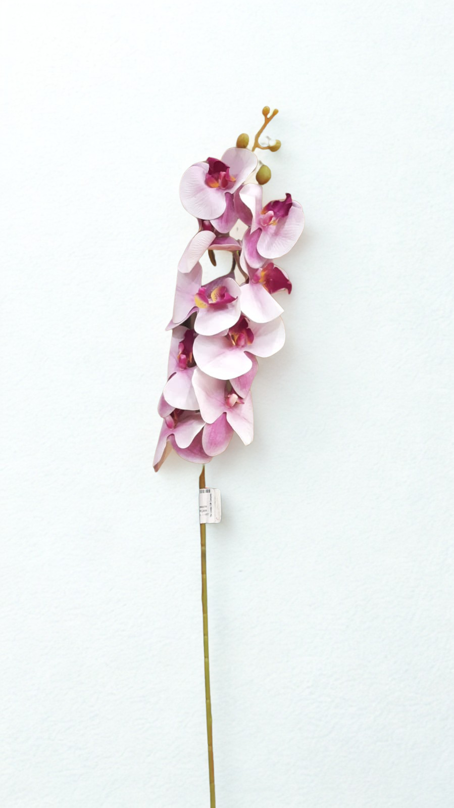 The Orchid Stem – Blush Orchid