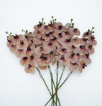 The Orchid Stem – Peach Mosaic