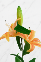 The Kensington Lily Stem – Orange Flame