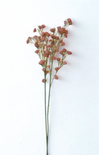 The Dorset Meadow Spray – Coral Wild Bloom