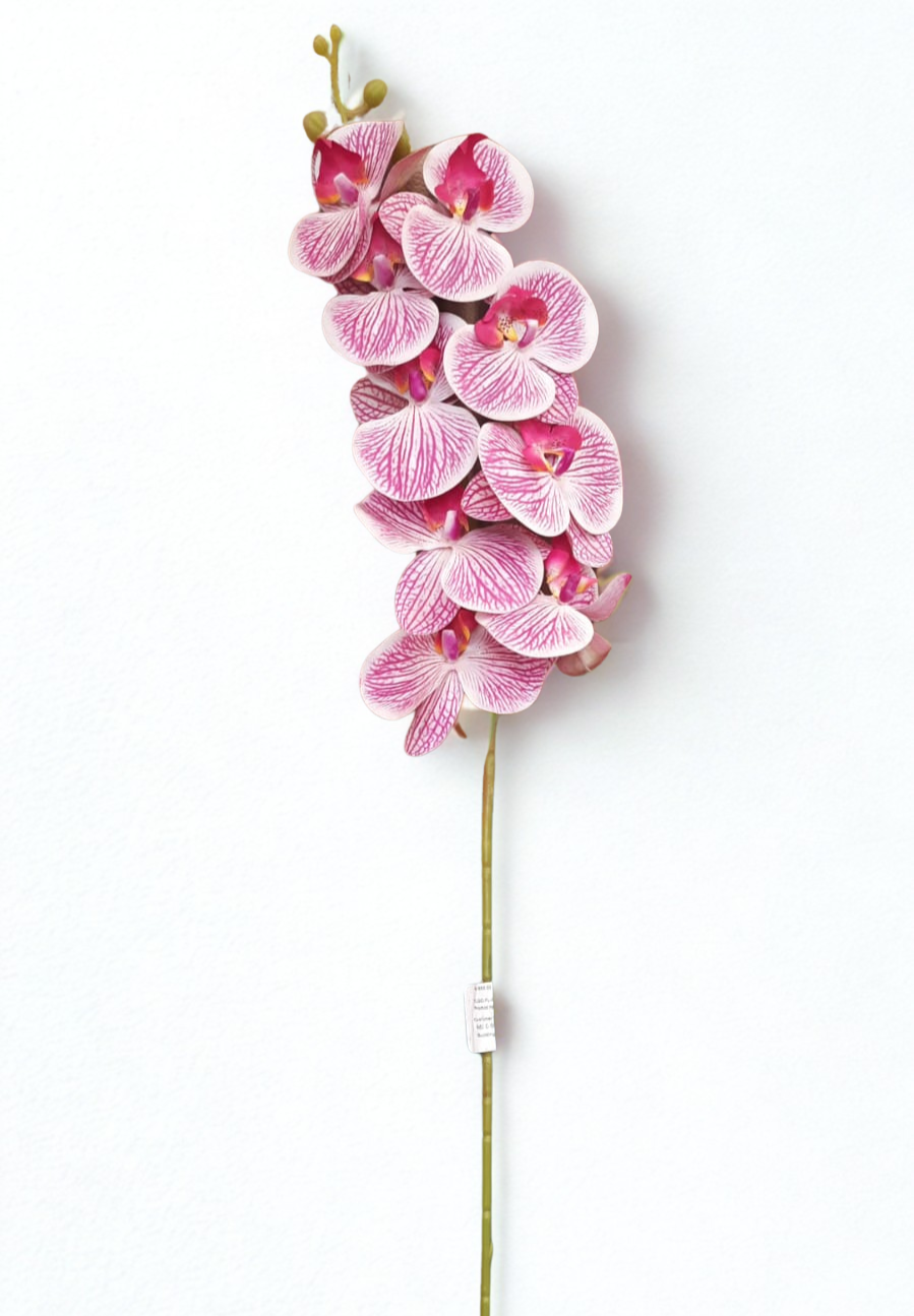 The Orchid Stem – Purple Veined