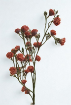 The Dorset Meadow Spray – Coral Wild Bloom