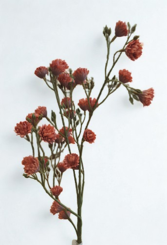 The Dorset Meadow Spray – Coral Wild Bloom