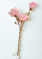 The Rosemoor Magnolia Stems