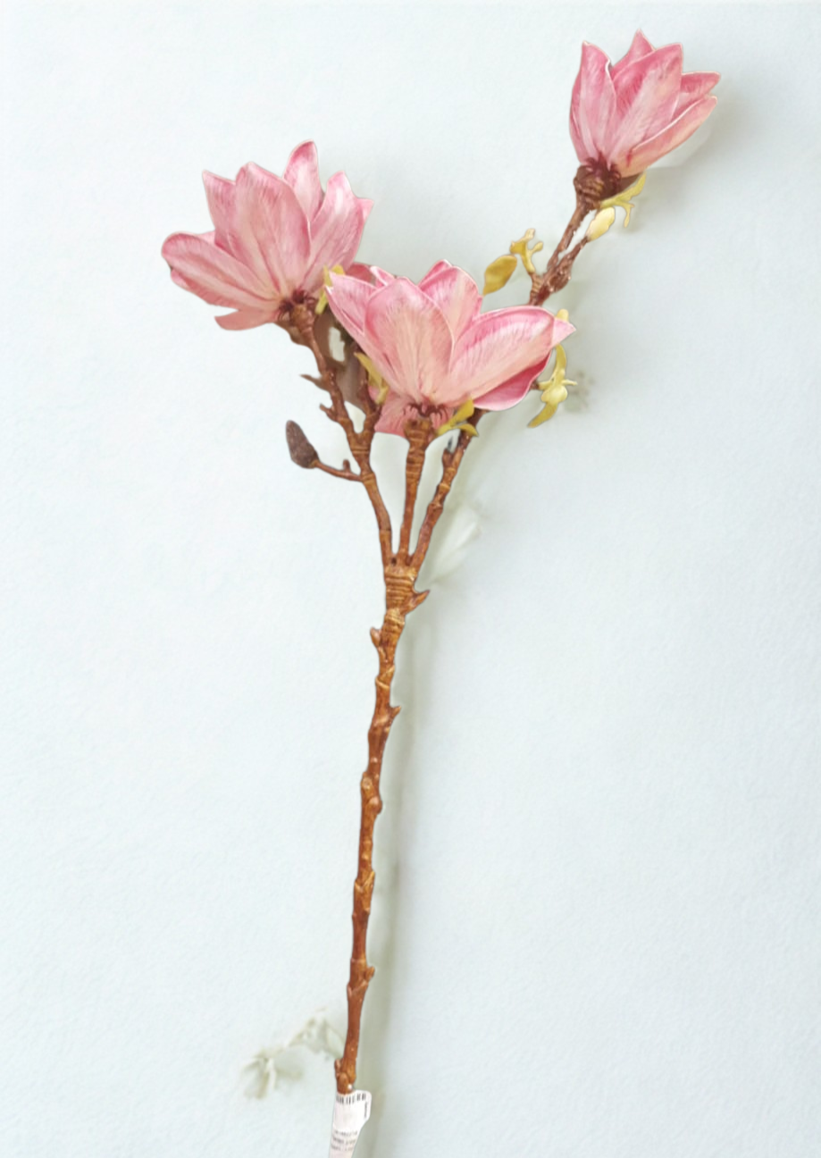 The Rosemoor Magnolia Stems