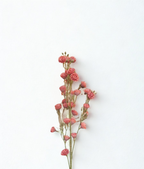 The Dorset Meadow Spray – Coral Wild Bloom