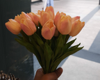 The Belgravia Dawn Tulips - Peach