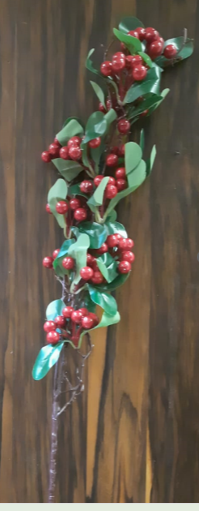 The Cranbourne Holly Stem