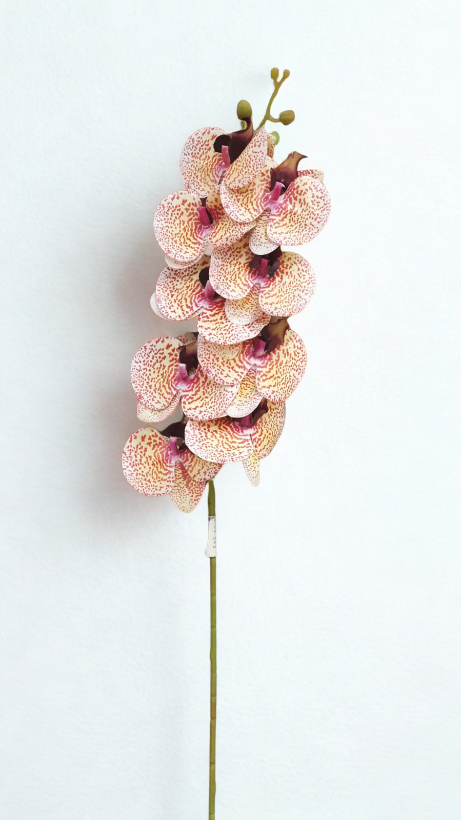 The Orchid Stem – Peach Mosaic