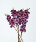 The Orchid Stem – Plum Ombre