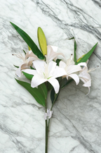The Kensington Lily Stem – White Winter Bloom