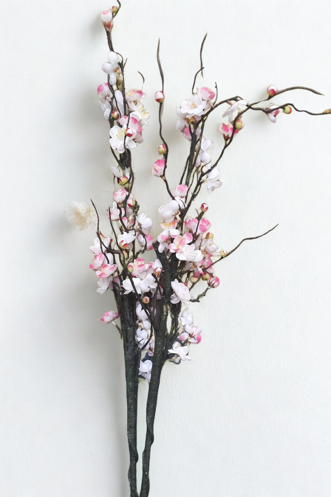The Sakura Bloom Stem