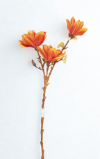 The Somerset Flame Bloom