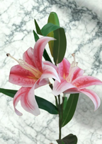 The Kensington Lily Stem – Blush Pink