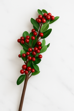 The Cranbourne Holly Stem