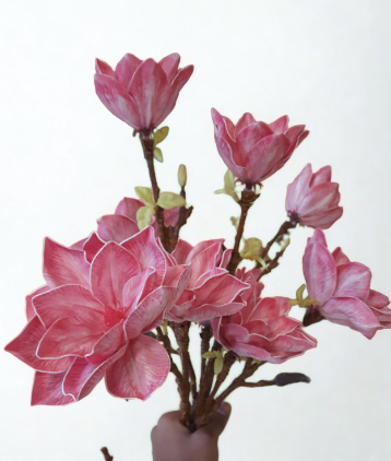 The Rosemoor Magnolia Stems