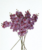 The Orchid Stem – Purple Veined