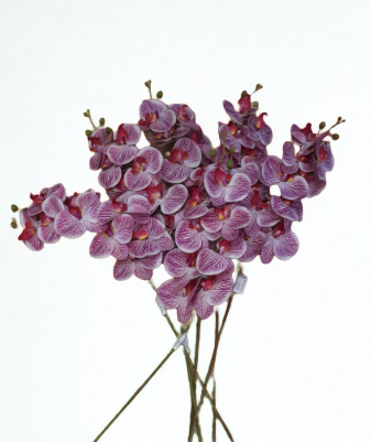 The Orchid Stem – Purple Veined