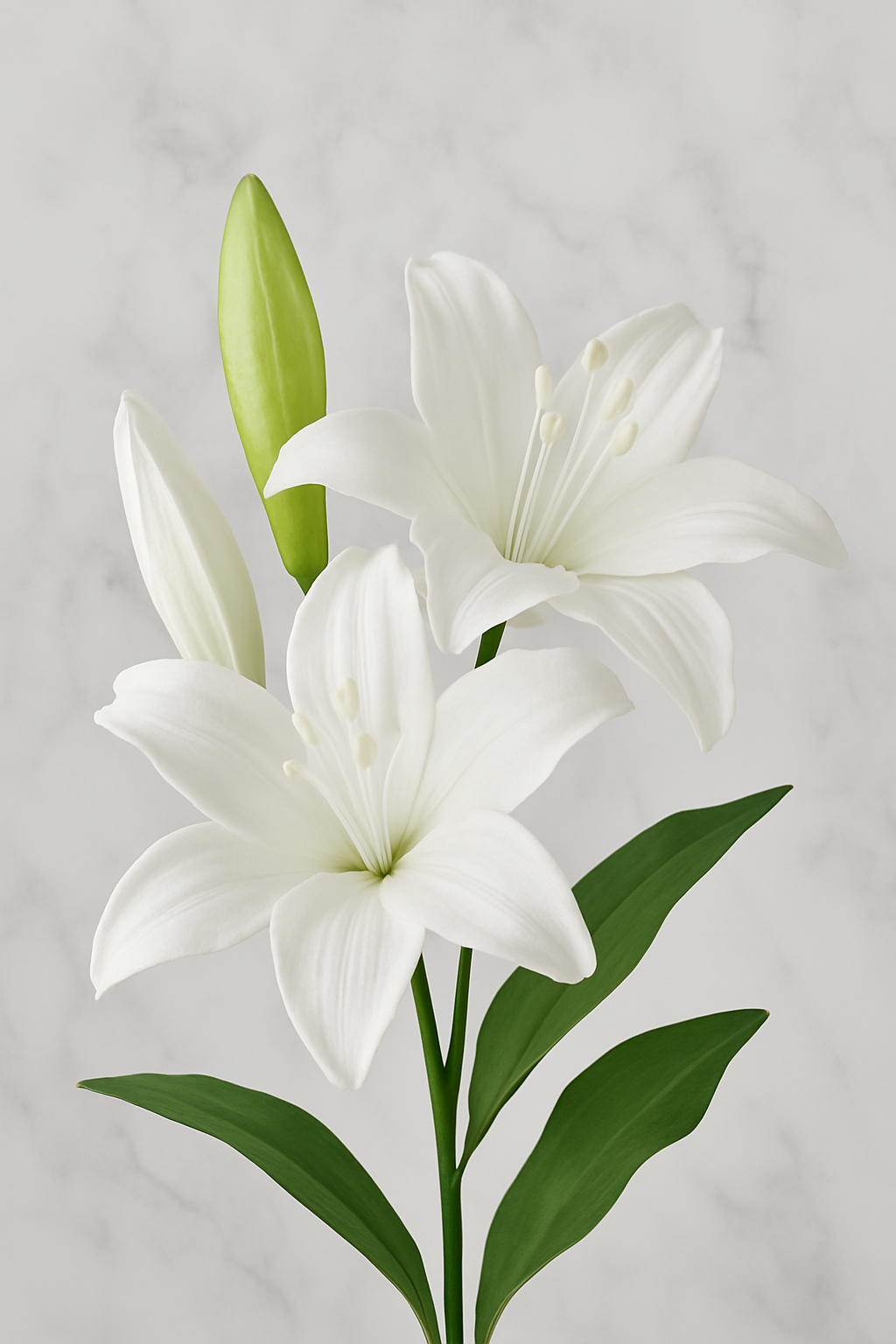 The Kensington Lily Stem – White Winter Bloom