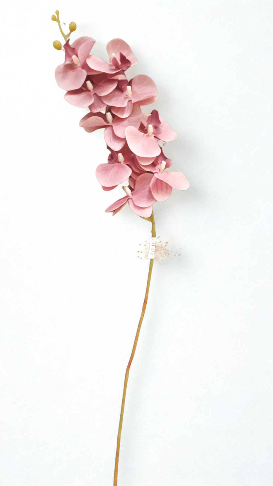 The Orchid Stem – Dusty Rose