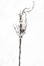 The Devonshire Blossom Stem – Winter Bloom